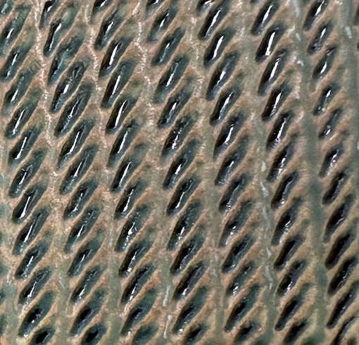 Texture Roller - Bold Bundle DIGITAL DOWNLOAD